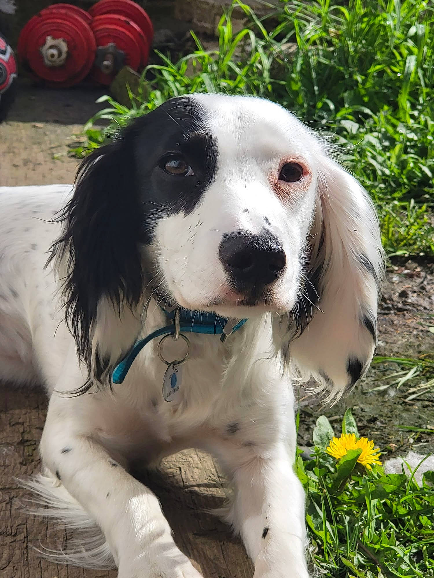 Kali is registered to the contest to win money with this photo: automotive_tire, canidae, carnivore, chair, collar, companion_dog, dog, dog_breed, dog_collar, flower, fur, grass, gun_dog, hunting_dog, plant, snout, sporting_group, terrestrial_animal, working_animal, working_dog