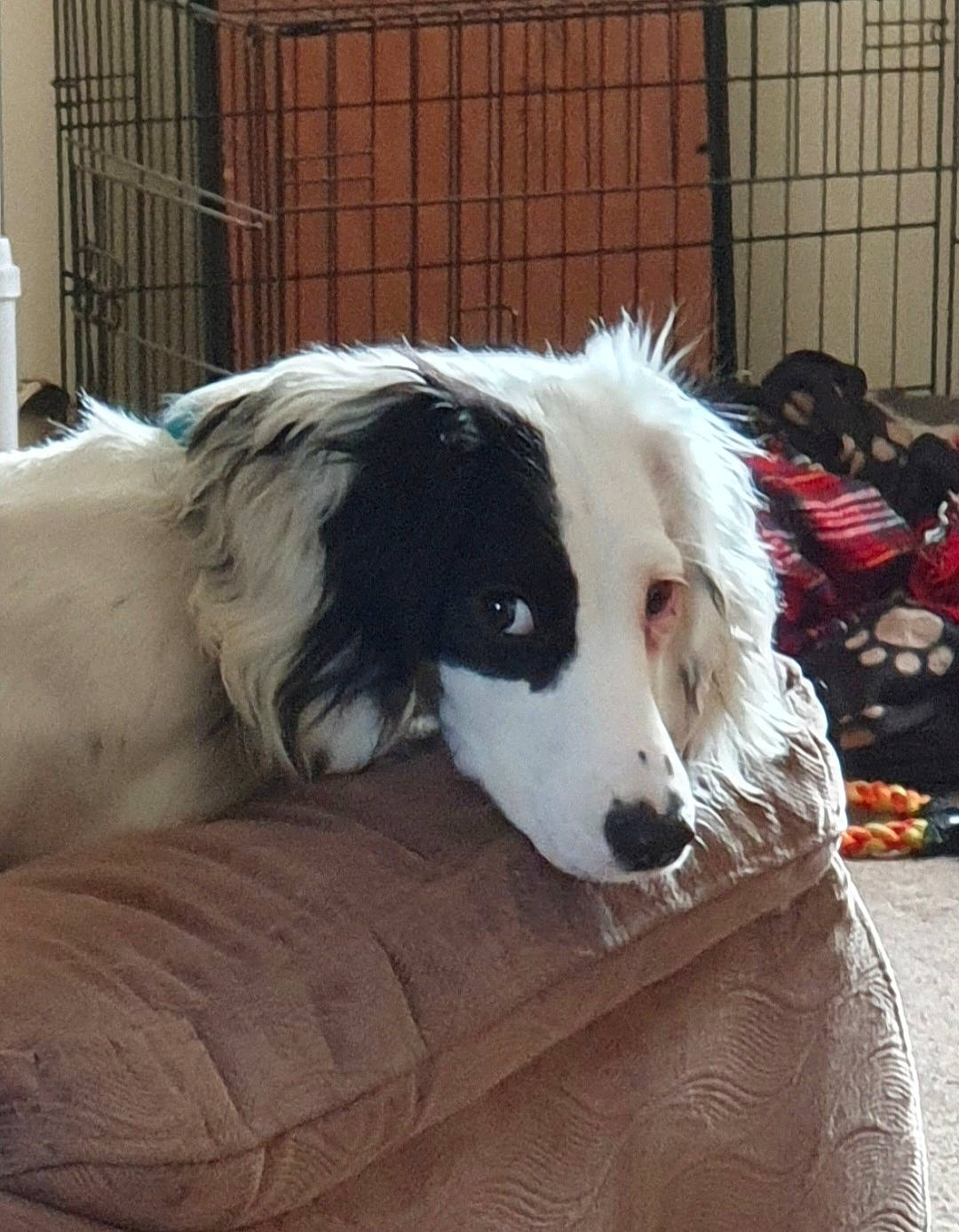 Kali joined the competition — help win amazing prizes! border_collie, borzoi, canidae, carnivore, companion_dog, dog, dog_breed, fur, herding_dog, sighthound, silken_windhound, snout, sporting_group, terrestrial_animal, working_dog