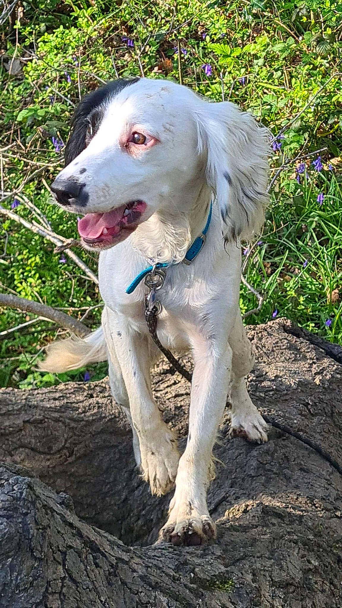 Kali joined the competition — help win amazing prizes! canidae, carnivore, companion_dog, dog, dog_breed, dog_collar, fawn, grass, gun_dog, hunting_dog, plant, snout, soil, terrestrial_animal, working_animal, working_dog