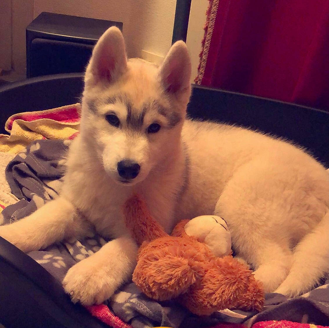 Raka participe au concours pour gagner de l'argent avec cette photo : cabinetry, canidae, canis, carnivore, companion_dog, dog, dog_breed, fur, plush, sporting_group, stuffed_toy, thread, toy, working_animal, working_dog