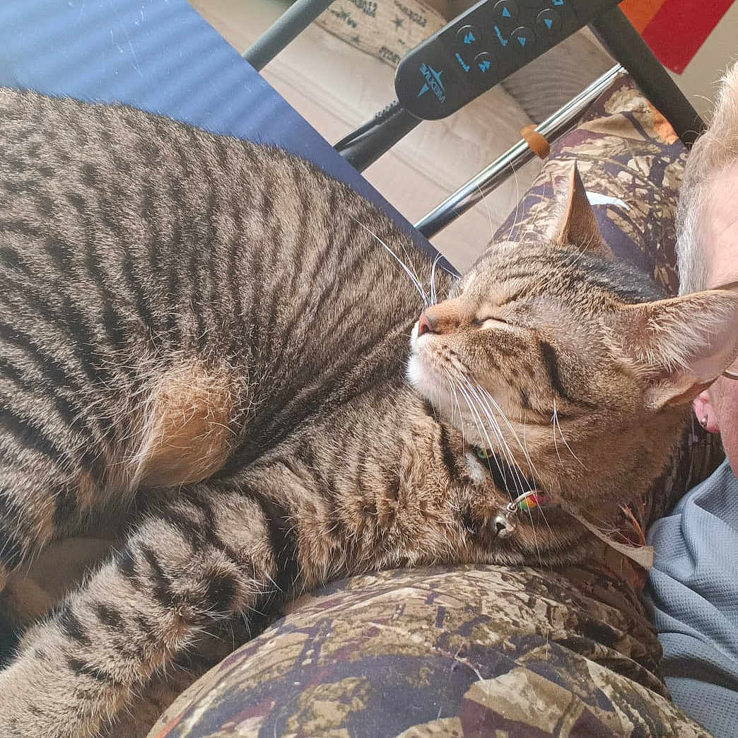 Harley is registered to the contest to win money with this photo: bedroom, blanket, camo_pattern, cat, collar, comfort, cozy, fur, furniture, headboard, indoor, person_partial, pet, pillow, rainbow_flag, remote_control, resting, sleeping, tabby_cat, whiskers