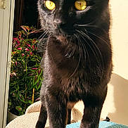 Keblack participe au concours pour gagner de l'argent avec cette photo : black_cat, cat, pet, animal, yellow_eyes, fur, whiskers, indoor, sunlight, plant, window, feline, close_up, portrait, walking, curious, domestic_cat, cute, soft_texture, shadow