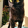 black_cat, cat, pet, animal, yellow_eyes, fur, whiskers, indoor, sunlight, plant, window, feline, close_up, portrait, walking, curious, domestic_cat, cute, soft_texture, shadow