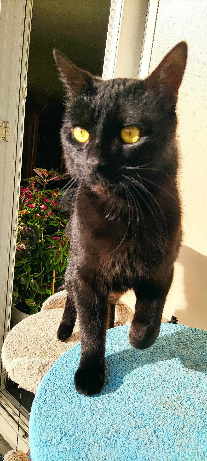 Keblack participe au concours pour gagner de l'argent avec cette photo : black_cat, cat, pet, animal, yellow_eyes, fur, whiskers, indoor, sunlight, plant, window, feline, close_up, portrait, walking, curious, domestic_cat, cute, soft_texture, shadow