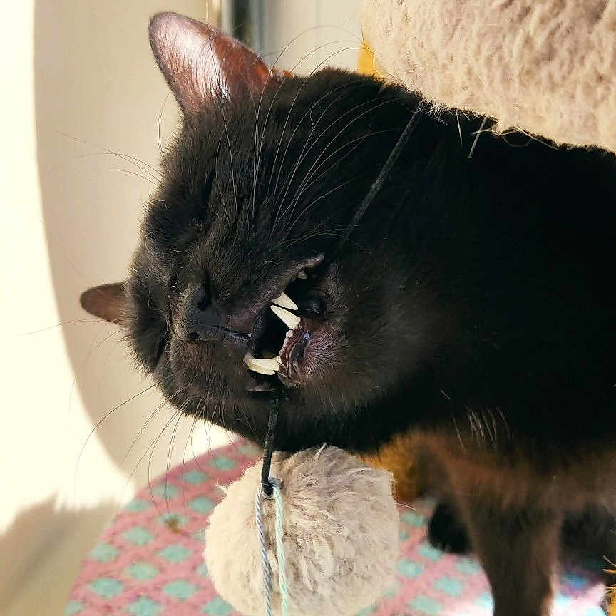 Keblack participe au concours pour gagner de l'argent avec cette photo : animal, black_cat, cat, cat_tree, close_up, colorful, crocheted_surface, cute, domestic_cat, fur, fuzzy_ball, indoor, perched, pet, playful, shadow, soft_texture, teeth, toy, whiskers