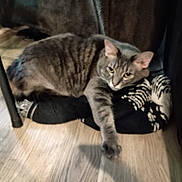 Meeko is registered to the contest to win money with this photo: cat, gray_tabby, stretching, paw, blanket, floor, wooden_floor, indoor, furniture_leg, cozy, relaxed, pet, animal, feline, home, resting, patterned_blanket, brown_fabric, laying_down, domestic_cat