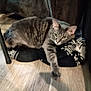 cat, gray_tabby, stretching, paw, blanket, floor, wooden_floor, indoor, furniture_leg, cozy, relaxed, pet, animal, feline, home, resting, patterned_blanket, brown_fabric, laying_down, domestic_cat