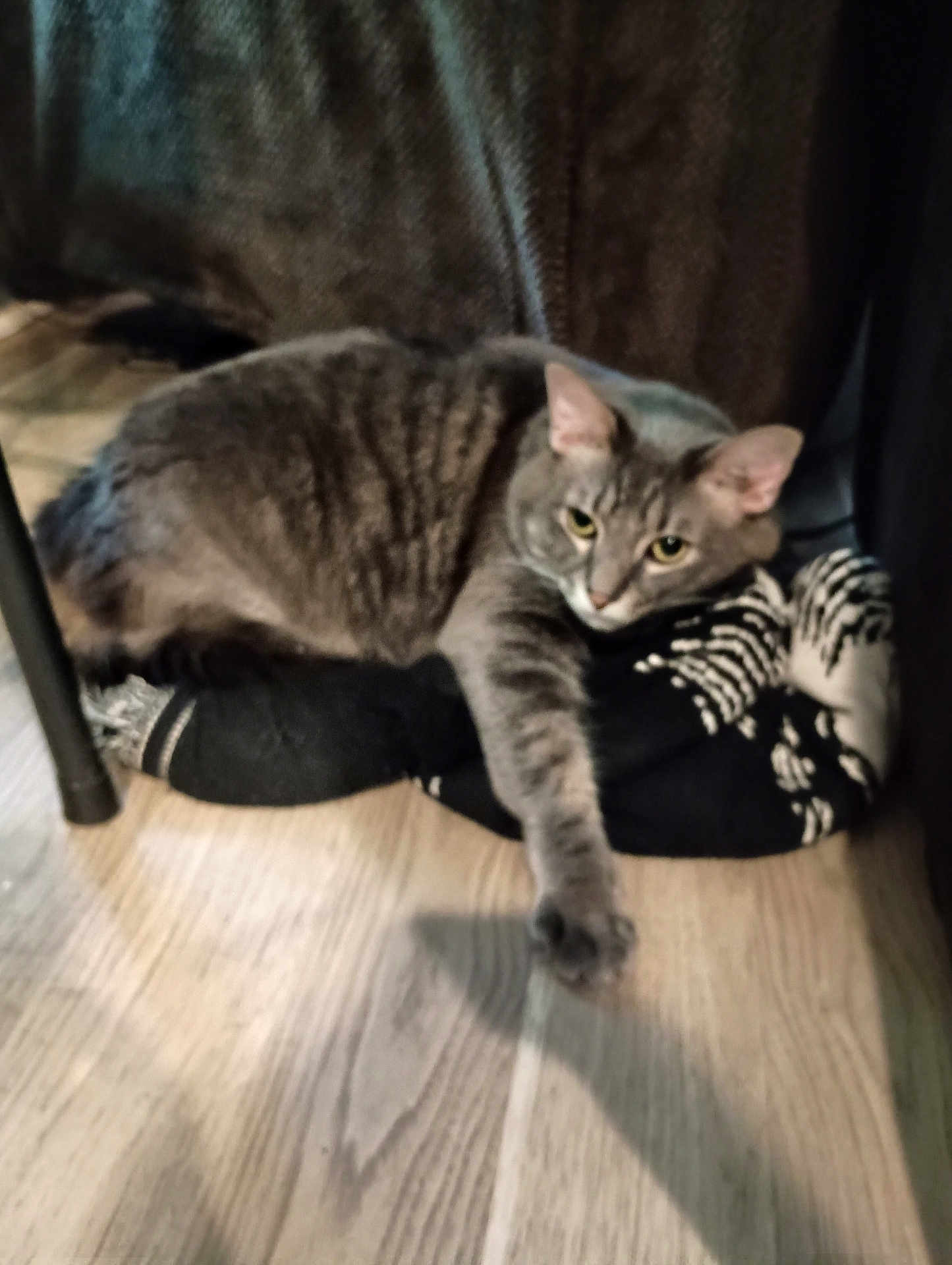 Meeko is registered to the contest to win money with this photo: cat, gray_tabby, stretching, paw, blanket, floor, wooden_floor, indoor, furniture_leg, cozy, relaxed, pet, animal, feline, home, resting, patterned_blanket, brown_fabric, laying_down, domestic_cat