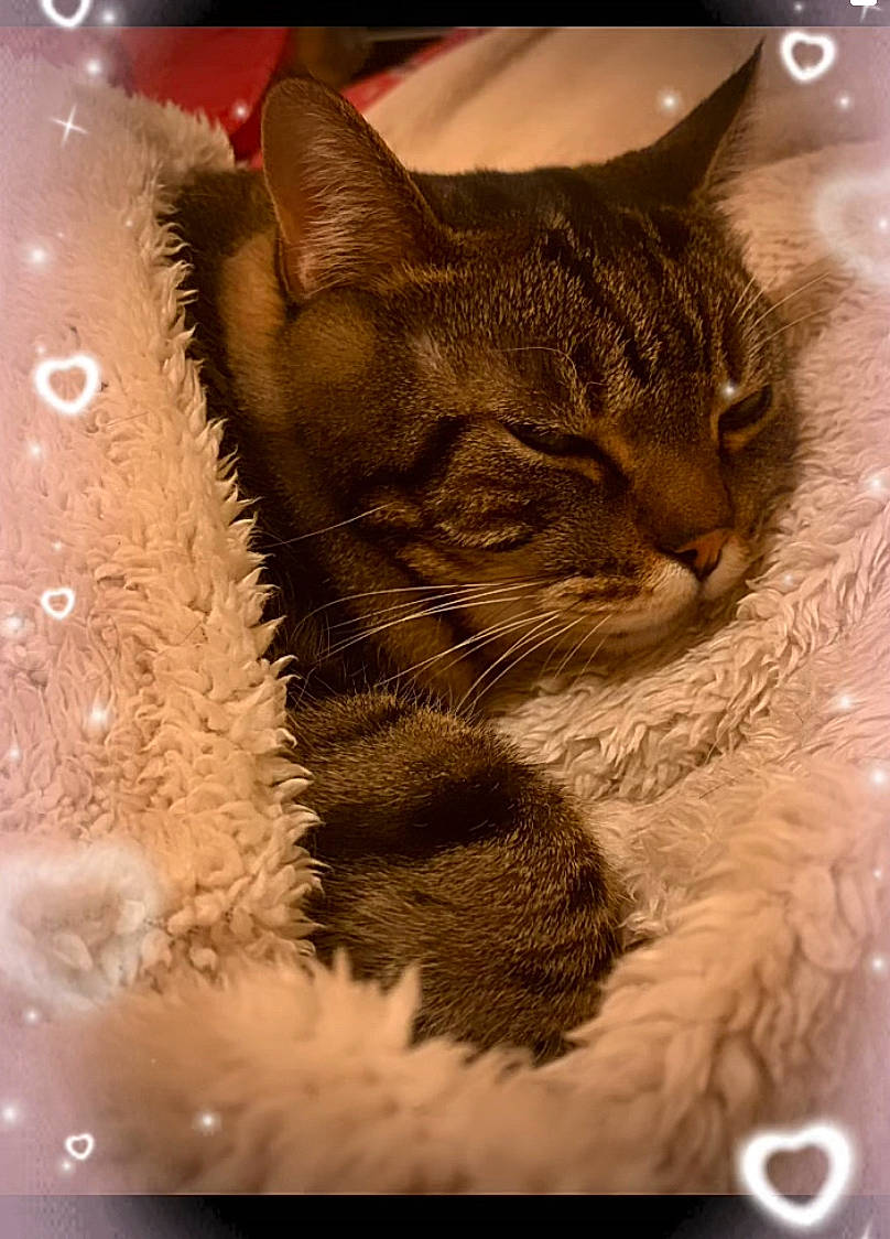 Pougne participe au concours pour gagner de l'argent avec cette photo : carnivore, cat, claw, domestic_short_haired_cat, event, fawn, felidae, fur, grass, paw, photo_caption, rectangle, small_to_medium_sized_cats, snout, tail, terrestrial_animal, tree, whiskers, wildlife, window