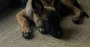 Freya participe au concours pour gagner de l'argent avec cette photo : dog, puppy, floor, tile, indoor, toy, chew_toy, ear, brown, black, resting, lying_down, pet, animal, canine, blanket, quiet, home, relaxed, young