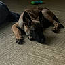 dog, puppy, floor, tile, indoor, toy, chew_toy, ear, brown, black, resting, lying_down, pet, animal, canine, blanket, quiet, home, relaxed, young