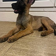 Freya a rejoint le concours — aidez-le/la à gagner de superbes lots ! dog, puppy, indoor, floor, tile, window, ears, lying_down, brown_fur, black_snout, pet, animal, young, cute, looking_up, home, canine, resting, muzzle, flooring