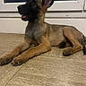 dog, puppy, indoor, floor, tile, window, ears, lying_down, brown_fur, black_snout, pet, animal, young, cute, looking_up, home, canine, resting, muzzle, flooring