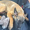 Freya participe au concours pour gagner de l'argent avec cette photo : puppy, dog, sleeping, car_seat, seatbelt, toy, plush_toy, animal, pet, fur, brown, black, resting, indoors, transport, vehicle, cute, young, relaxed, canine