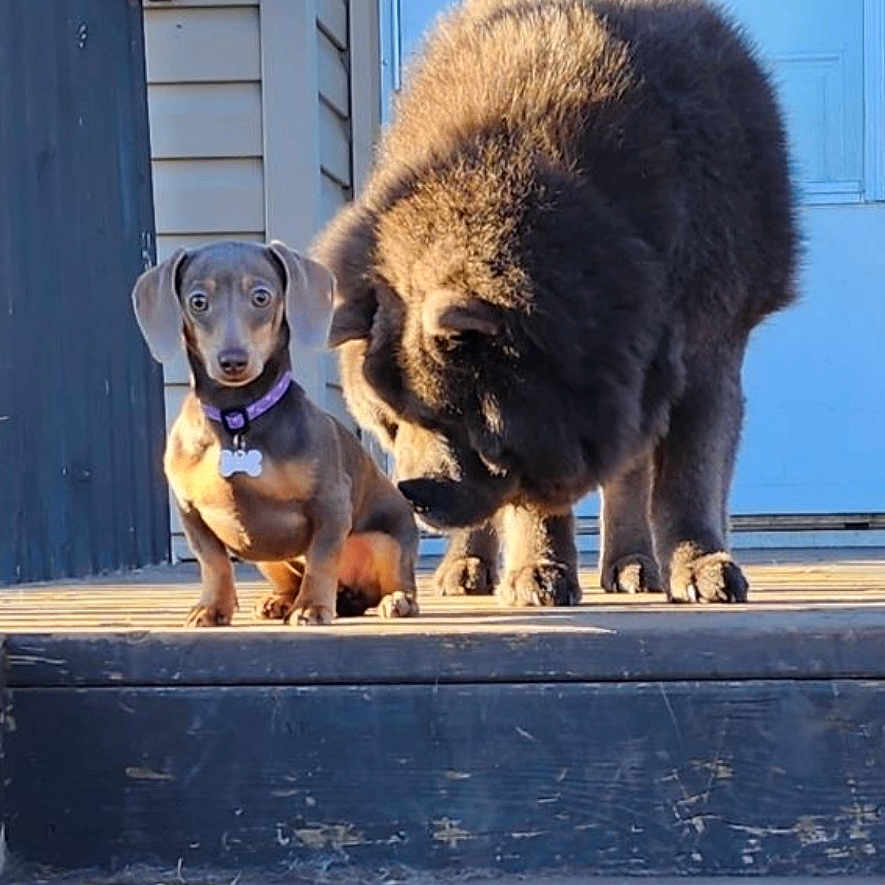 Georgia joined the competition — help win amazing prizes! alloywheel, animal, architecture, bear, building, canine, car, carwheel, chow, dog, germanshepherd, hound, house, housing, machine, newfoundland, pet, porch, puppy, wood