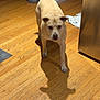 dog, wooden_floor, shadow, tail, indoor, kitchen, towel, trash_bin, light, pet, animal, walking, flooring, canine, fur, ears, household, home, domestic, room