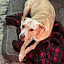 Bailey is registered to the contest to win money with this photo: dog, pet_bed, blanket, red_and_black, checkered_pattern, carpet, indoor, light_brown_dog, relaxed, animal, fur, canine, resting, looking_up, cozy, home, domestic, comfort, soft_texture, laying_down