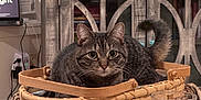 Topaz is registered to the contest to win money with this photo: cat, tabby, basket, table, soda_can, glass, nuts, living_room, cabinet, television, remote_control, window, curtains, wooden_furniture, pet, indoor, cozy, feline, domestic_animal, curious
