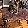 Topaz joined the competition — help win amazing prizes! cat, tabby_cat, chair, cushion, furniture, wood_floor, pet, indoor, striped_fur, whiskers, ears, animal, domestic_cat, looking, sitting, curious, closeup, household, toy_horse, damaged_furniture
