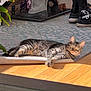 Topaz is registered to the contest to win money with this photo: cat, tabby_cat, indoor, sunlight, wooden_floor, rug, shoes, boots, plant, leaf, home, relaxing, pet, feline, striped, flooring, cozy, domestic, animal, resting