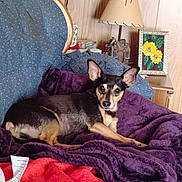 Jax joined the competition — help win amazing prizes! dog, small_dog, black_and_tan, blanket, purple_blanket, chair, cushion, wood_paneling, lamp, table, flower_painting, sunflower, indoor, pet, relaxing, cozy, fur, ears, resting, home