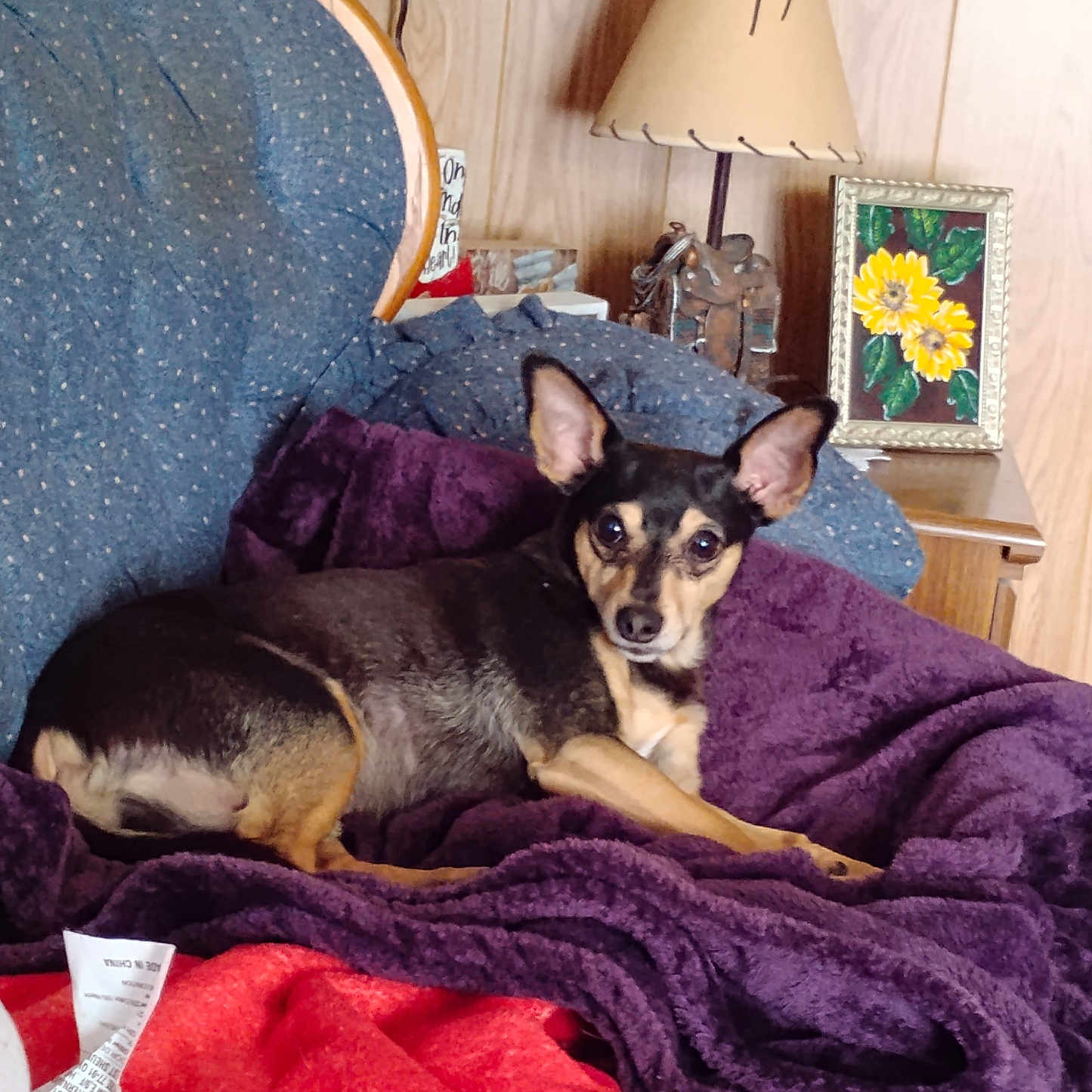 Jax joined the competition — help win amazing prizes! black_and_tan, blanket, chair, cozy, cushion, dog, ears, flower_painting, fur, home, indoor, lamp, pet, purple_blanket, relaxing, resting, small_dog, sunflower, table, wood_paneling