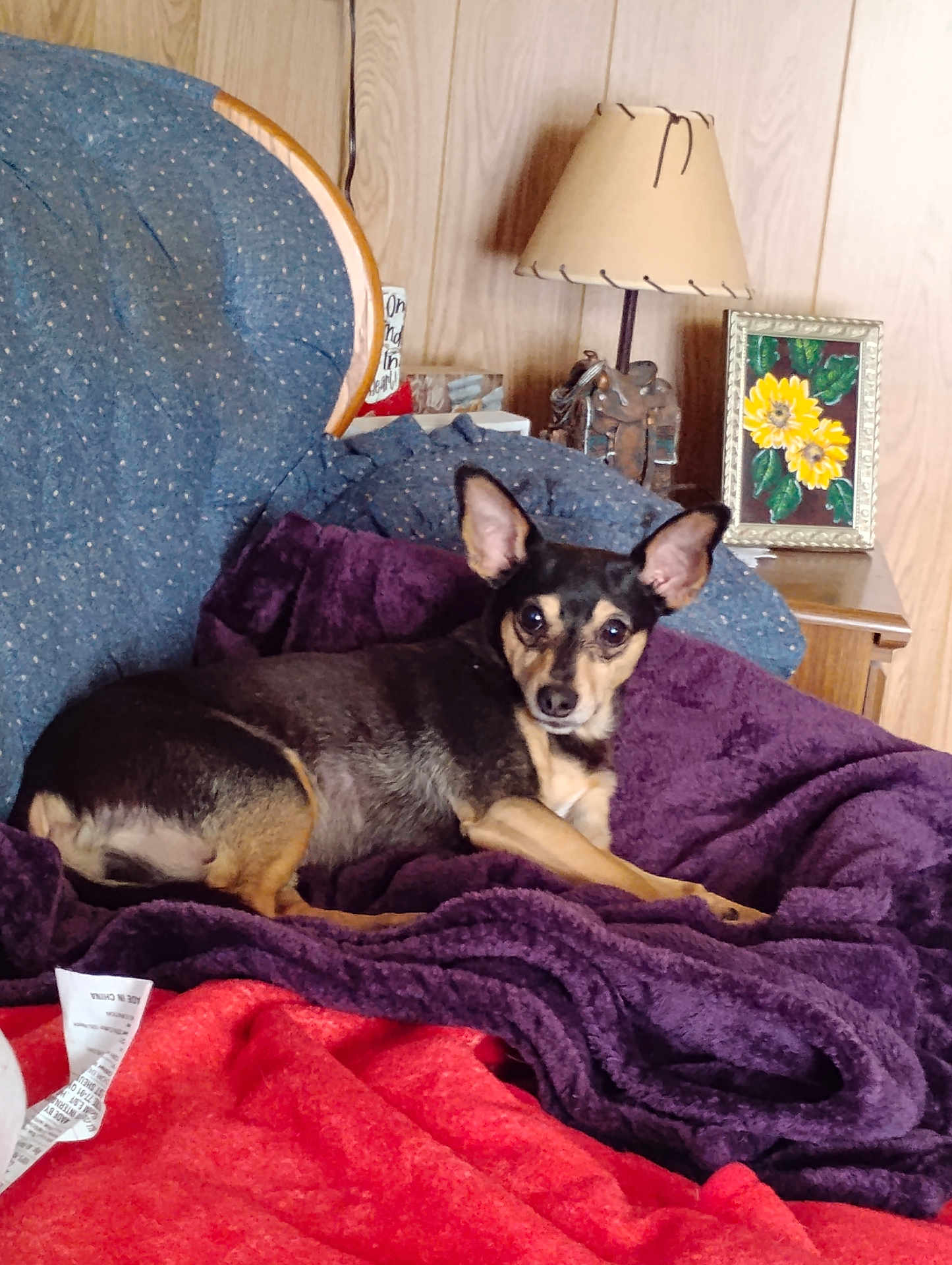 Jax joined the competition — help win amazing prizes! dog, small_dog, black_and_tan, blanket, purple_blanket, chair, cushion, wood_paneling, lamp, table, flower_painting, sunflower, indoor, pet, relaxing, cozy, fur, ears, resting, home