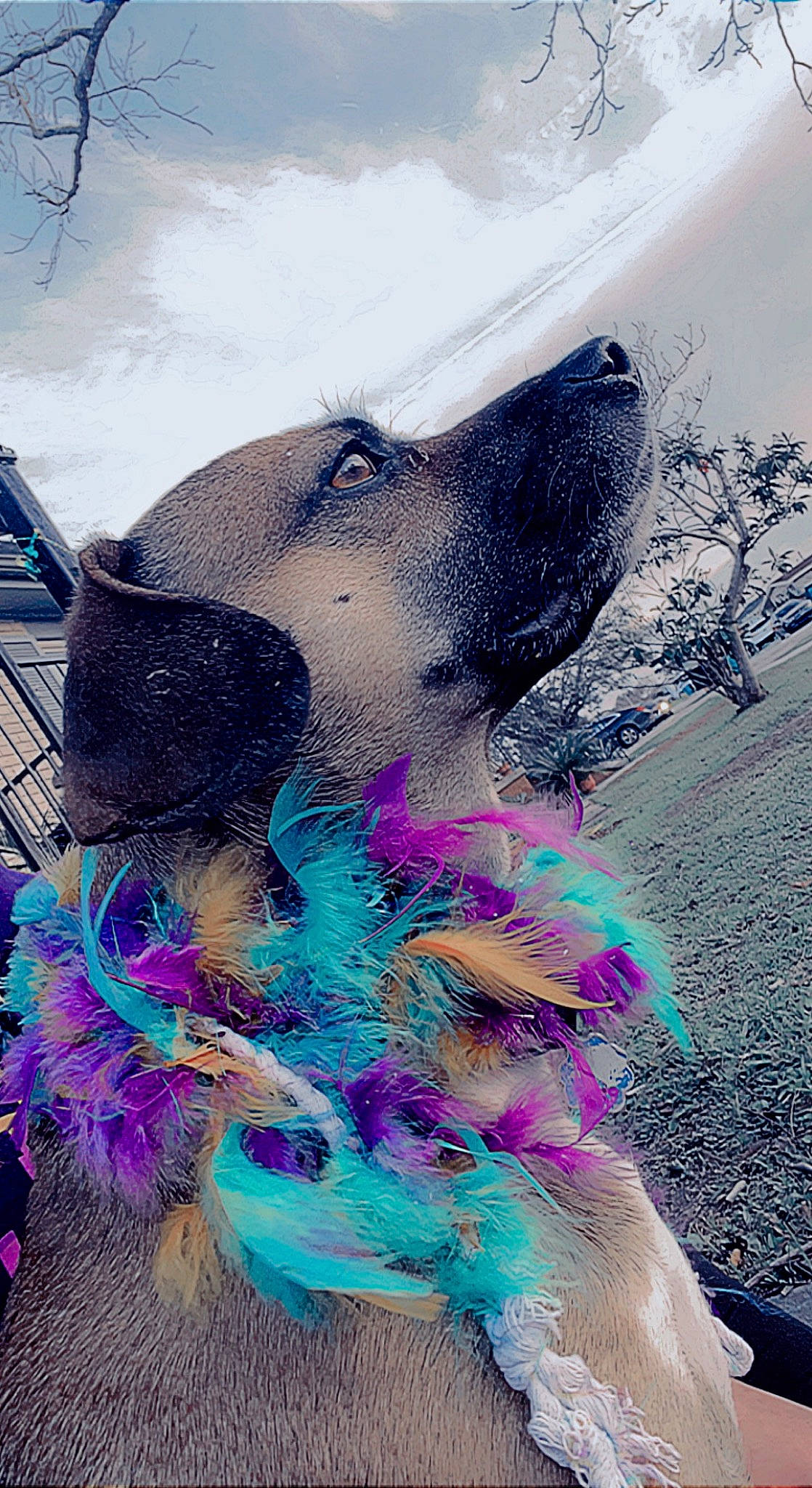 Buddy joined the competition — help win amazing prizes! canidae, carnivore, companion_dog, dog, dog_breed, electric_blue, fashion_accessory, fawn, freezing, fur, grass, guard_dog, happy, magenta, pink, sky, snout, tree, winter, working_animal