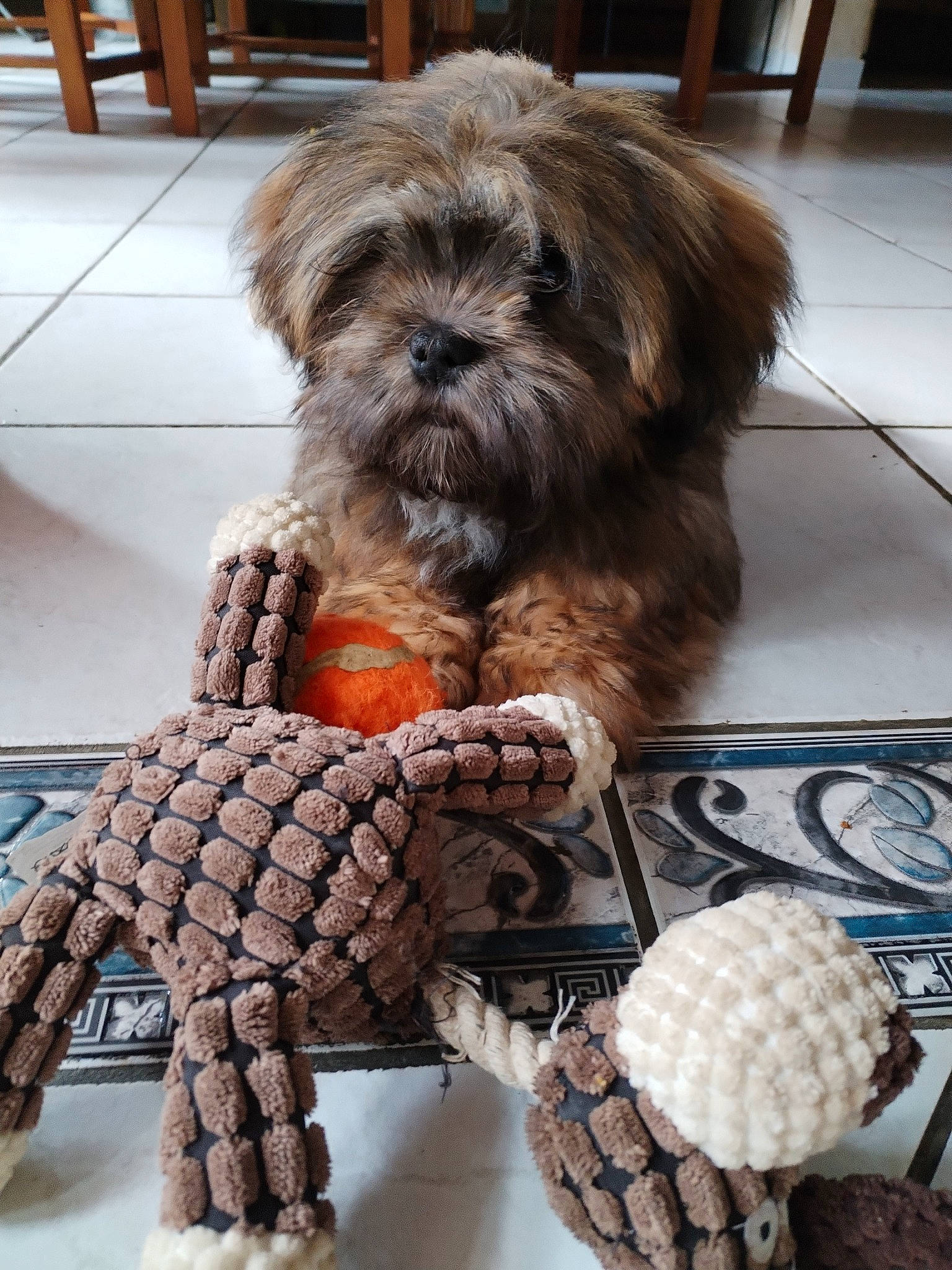 Uriel a rejoint le concours — aidez-le/la à gagner de superbes lots ! art, carnivore, companion_dog, dog, dog_breed, dog_supply, flooring, fur, hardwood, liver, pattern, small_terrier, snout, sporting_group, tail, terrier, toy, toy_dog, wood, working_animal