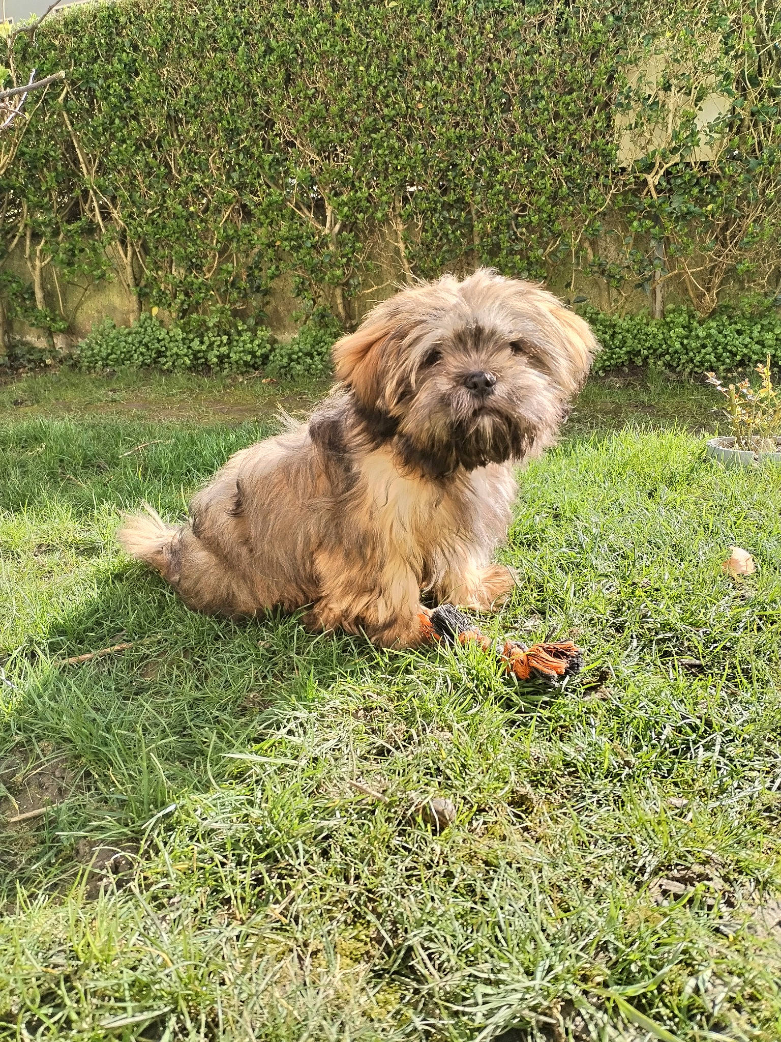 Uriel a rejoint le concours — aidez-le/la à gagner de superbes lots ! canidae, carnivore, companion_dog, dog, dog_breed, fawn, grass, groundcover, liver, maltepoo, plant, small_terrier, snout, sporting_group, tail, terrestrial_animal, terrier, toy_dog, water_dog, working_animal