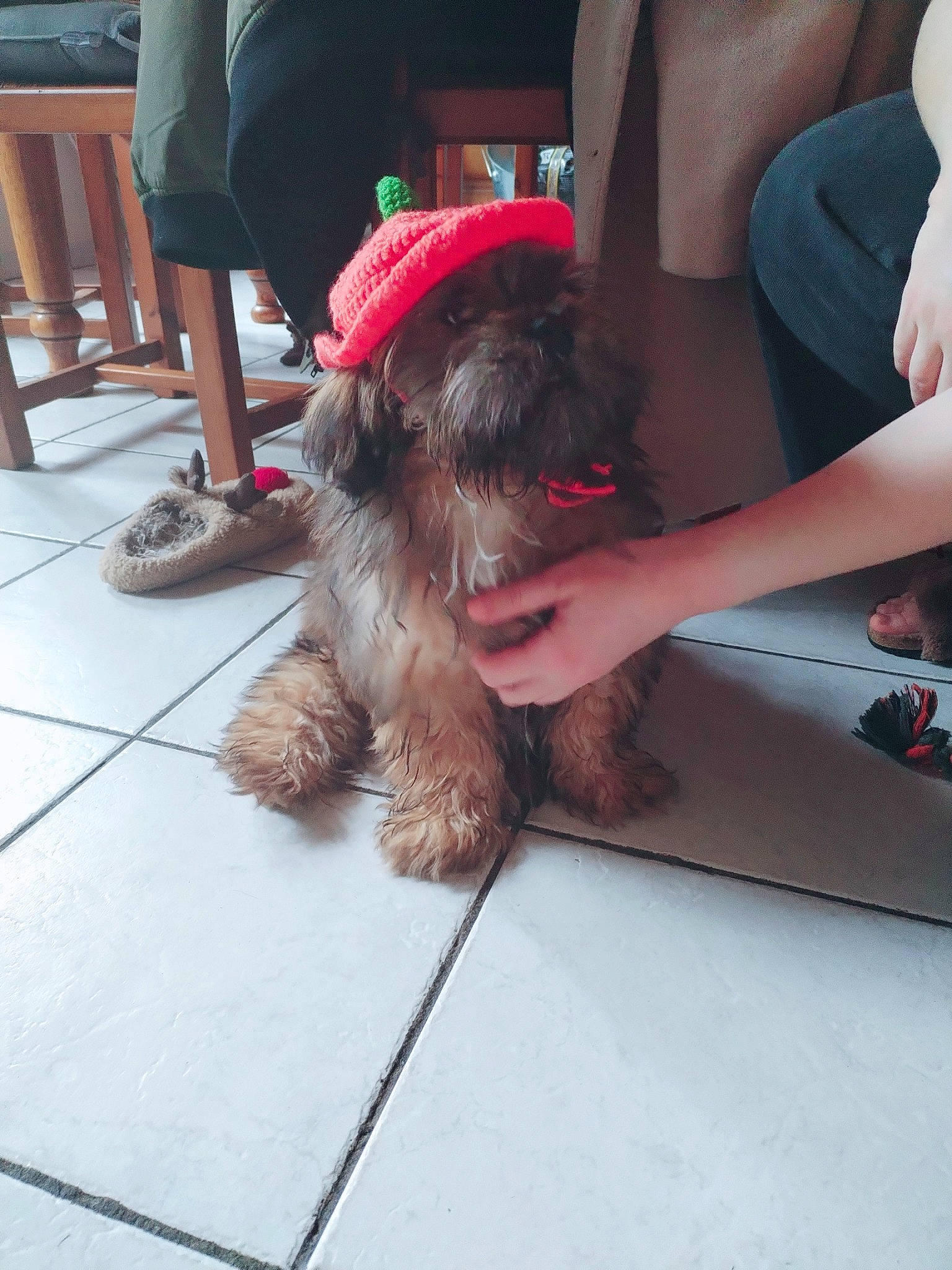 Uriel participe au concours pour gagner de l'argent avec cette photo : canidae, carnivore, companion_dog, dog, dog_breed, dog_supply, fawn, flooring, foot, fur, hardwood, human_leg, liver, sitting, small_terrier, terrier, thigh, toy_dog, wood, working_animal