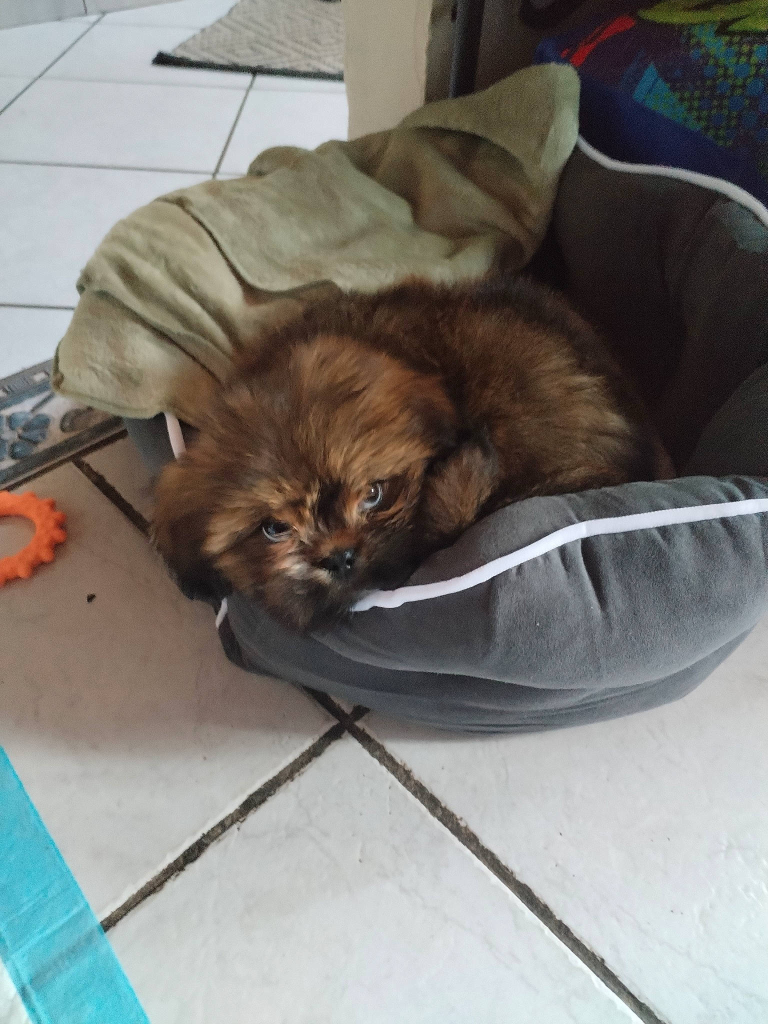 Uriel participe au concours pour gagner de l'argent avec cette photo : bag, box, canidae, carnivore, cat, comfort, companion_dog, dog_breed, fawn, felidae, flooring, fur, hardwood, liver, luggage_and_bags, small_to_medium_sized_cats, sporting_group, terrestrial_animal, whiskers, working_animal