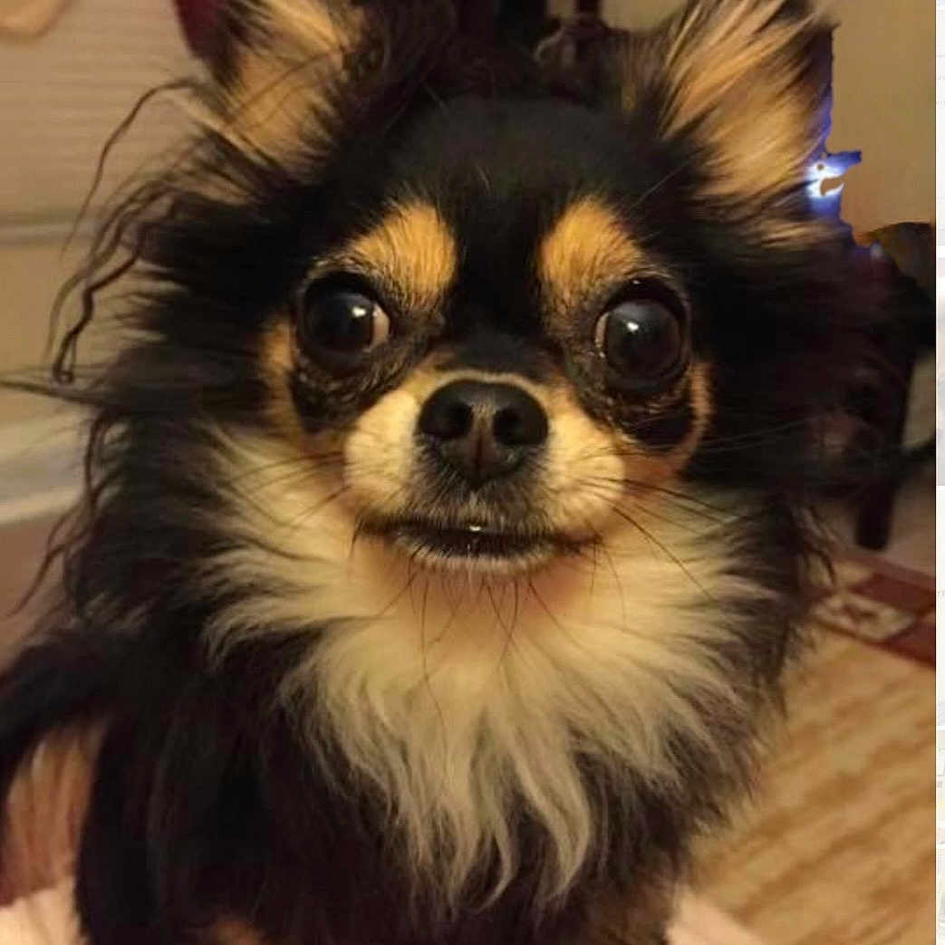 Bella