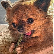 Tilly joined the competition — help win amazing prizes! animal, brown_fur, chewing, close_up, companion, cozy, cute, dog, fluffy, fur, happy, indoor, paws, pet, playful, portrait, small_dog, snack, tongue_out, treat