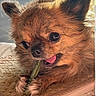 animal, brown_fur, chewing, close_up, companion, cozy, cute, dog, fluffy, fur, happy, indoor, paws, pet, playful, portrait, small_dog, snack, tongue_out, treat