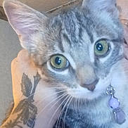 Medusa joined the competition — help win amazing prizes! cat, kitten, tabby, green_eyes, whiskers, collar, pet_tag, human_hand, tattoo, ear, close_up, portrait, indoor, ceiling, wall, domestic_animal, feline, curious, jewelry, nose