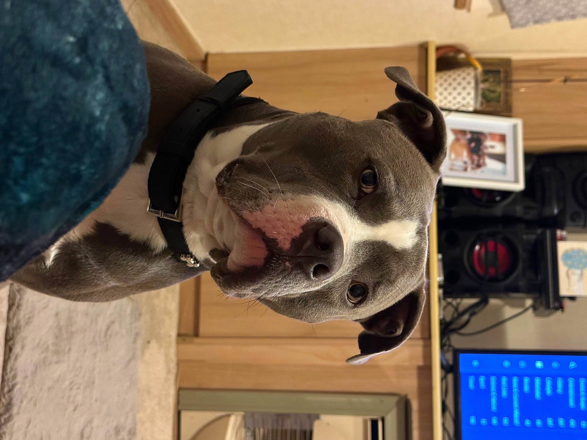 Chase is registered to the contest to win money with this photo: canidae, carnivore, collar, companion_dog, dog, dog_breed, dog_collar, fawn, fur, guard_dog, helmet, machine, military_camouflage, non_sporting_group, personal_protective_equipment, pet_supply, sporting_group, whiskers, window, working_animal