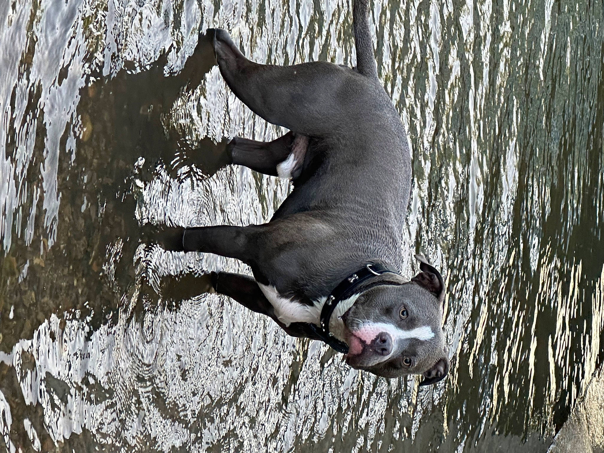 Chase is registered to the contest to win money with this photo: canidae, carnivore, dog_breed, fawn, livestock, marine_mammal, mustelidae, plant, seabird, snout, sporting_group, tail, terrestrial_animal, water, water_bird, whiskers, wildlife, working_animal