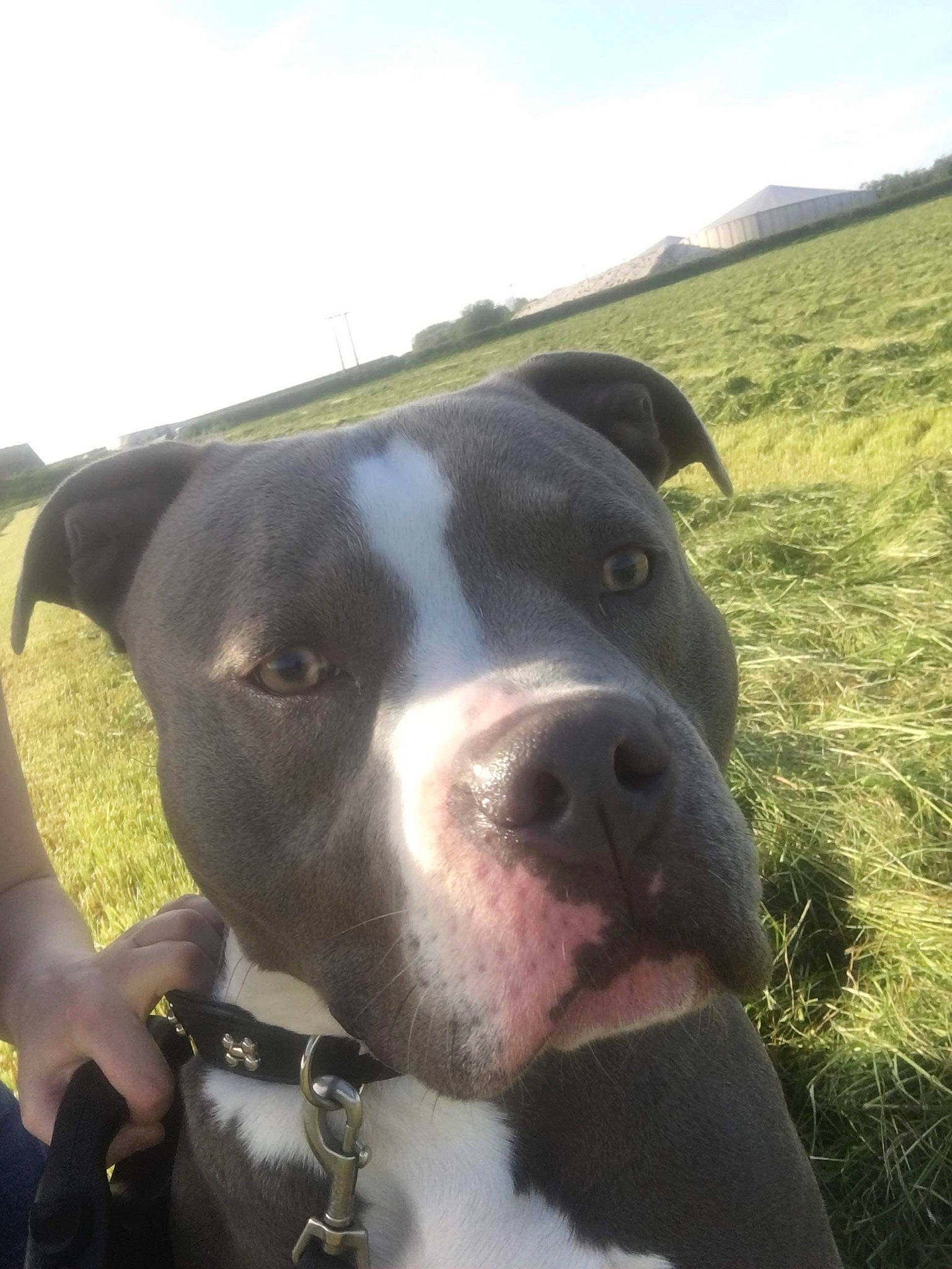 Chase is registered to the contest to win money with this photo: canidae, carnivore, cloud, collar, companion_dog, dog, dog_breed, dog_collar, eye, fawn, grass, grassland, landscape, plant, sky, snout, sporting_group, whiskers, working_animal, working_dog