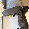 Sharko a rejoint le concours — aidez-le/la à gagner de superbes lots ! dog, pet, sleeping, lying_down, relaxed, indoor, living_room, sofa, couch, floor, wood_floor, toy, dark_coat, brindle, home, furniture, nap, resting, top_view, cozy