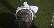Sharko participe au concours pour gagner de l'argent avec cette photo : dog, pet, portrait, bow, headband, accessory, dark, indoors, night, grass, carpet, doorway, flash, eyes, face, sitting, short_hair, black_dog, cute, funny