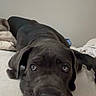 dog, black_dog, large_dog, floppy_ears, brown_eyes, nose, lying_down, bed, bedroom, blanket, pillows, indoor, pet, portrait, close_up, sleepy, calm, cute, relaxed, animal