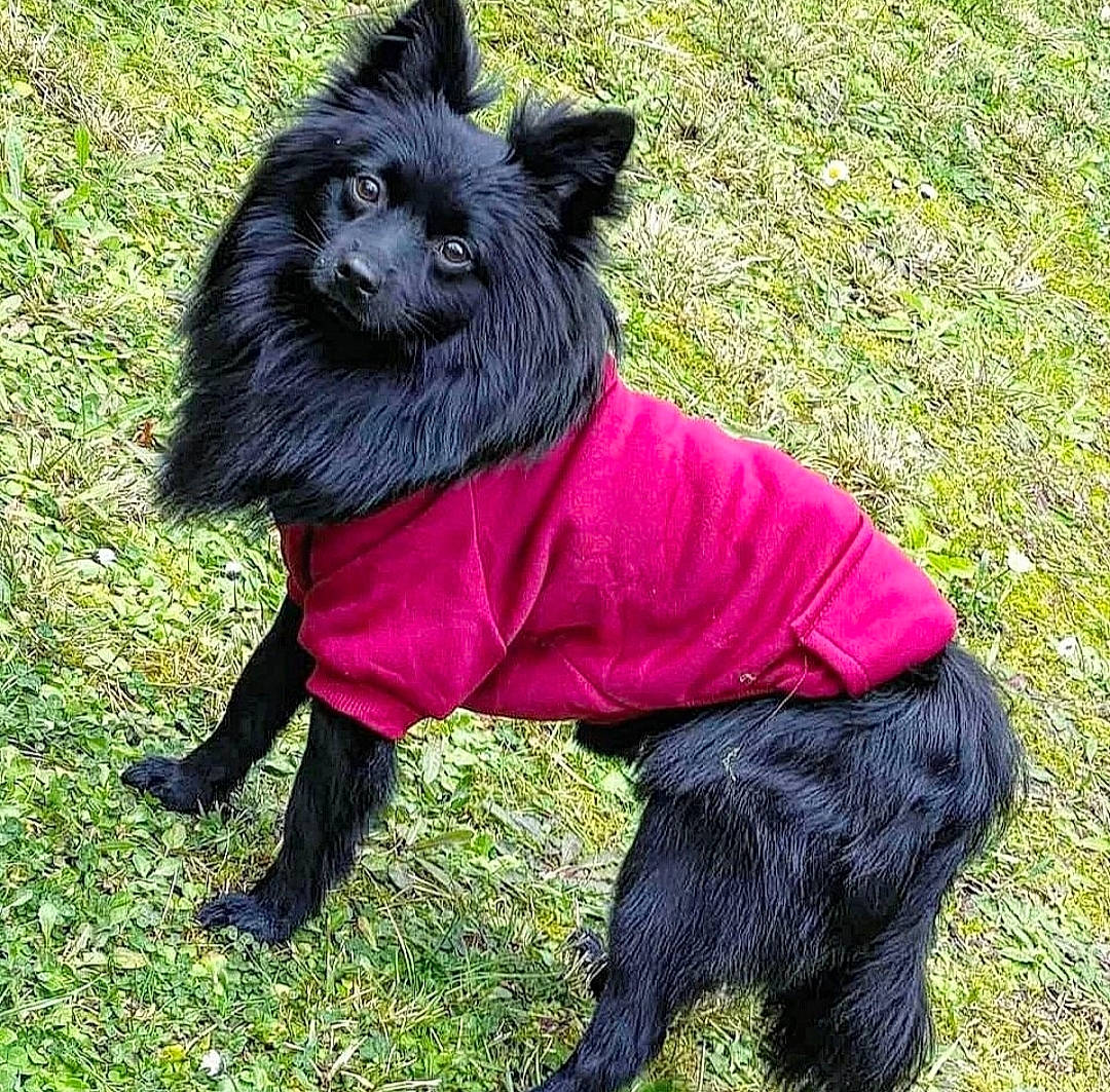 Hermès a rejoint le concours — aidez-le/la à gagner de superbes lots ! canidae, carnivore, collar, companion_dog, dog, dog_breed, dog_clothes, dog_collar, dog_supply, fashion_accessory, fur, grass, liver, pet_supply, snout, sporting_group, tail, terrestrial_animal, toy_dog, working_animal