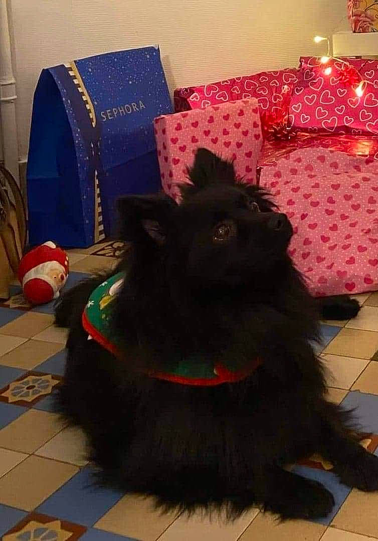 Hermès a rejoint le concours — aidez-le/la à gagner de superbes lots ! bedding, candle, carmine, carnivore, comfort, companion_dog, couch, dog, dog_breed, event, felidae, floor, flooring, fur, linens, pillow, red, room, small_to_medium_sized_cats, tail