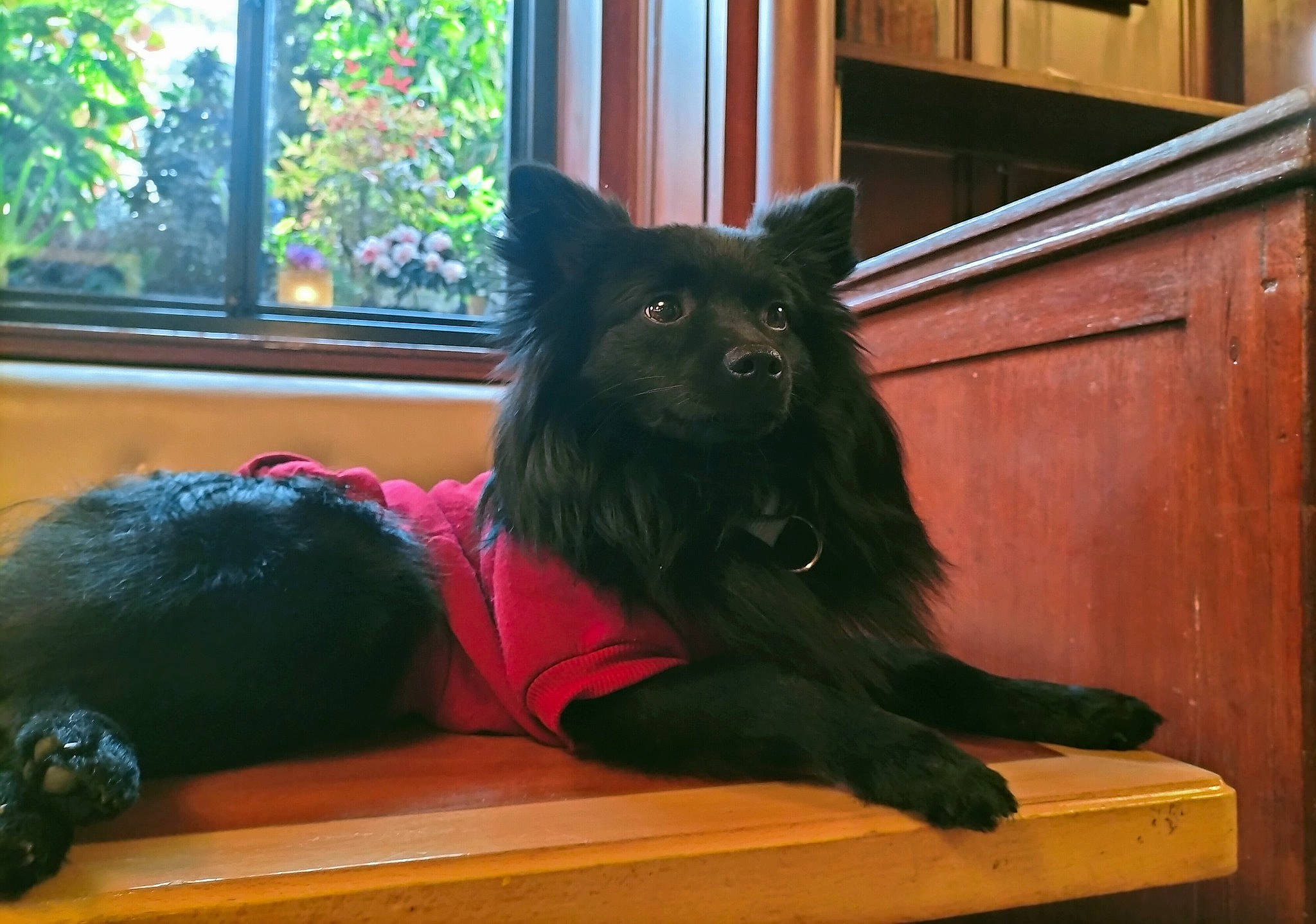 Hermès participe au concours pour gagner de l'argent avec cette photo : canidae, carnivore, companion_dog, dog, dog_breed, dog_supply, felidae, fur, herding_dog, liver, plant, sitting, small_to_medium_sized_cats, snout, tail, tints_and_shades, whiskers, window, window_blind, wood