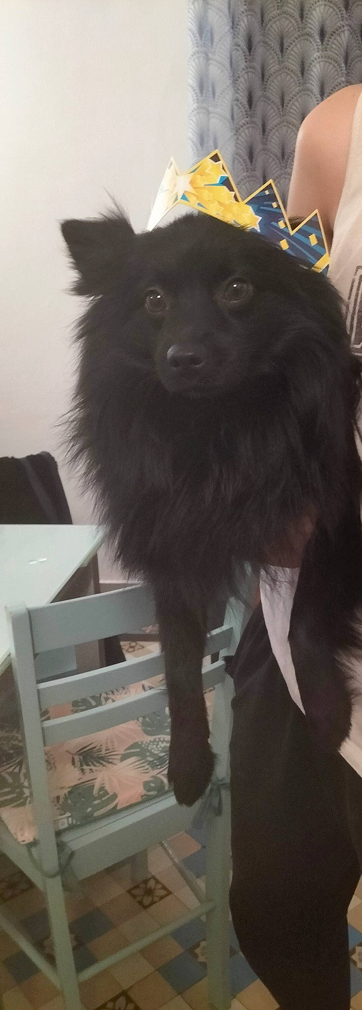 Hermès participe au concours pour gagner de l'argent avec cette photo : black, borador, canidae, carnivore, companion_dog, dog, dog_breed, fur, german_spitz_mittel, hat, liver, mammal, snout, spitz, sporting_group, terrestrial_animal, vertebrate, whiskers, working_animal, working_dog