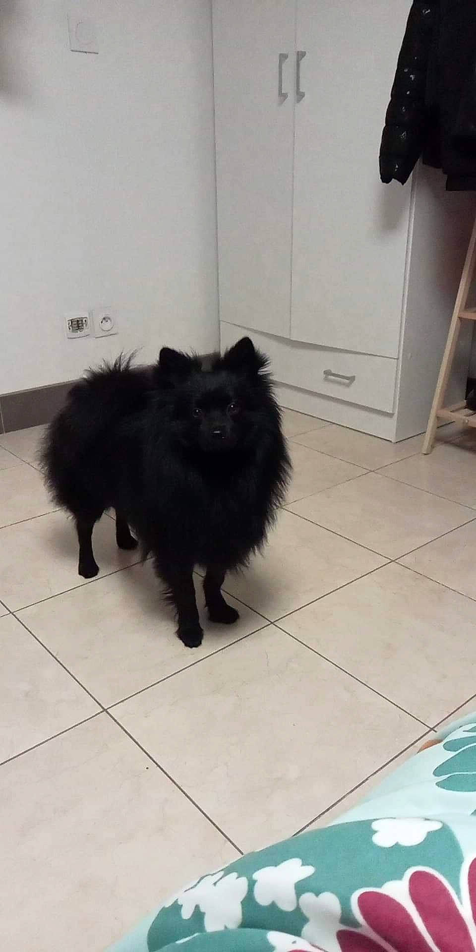 Hermès participe au concours pour gagner de l'argent avec cette photo : black_cat, bombay, cabinetry, canidae, carnivore, cat, chest_of_drawers, claw, companion_dog, dog_breed, felidae, floor, flooring, fur, german_spitz_mittel, hardwood, small_to_medium_sized_cats, tail, terrestrial_animal, whiskers