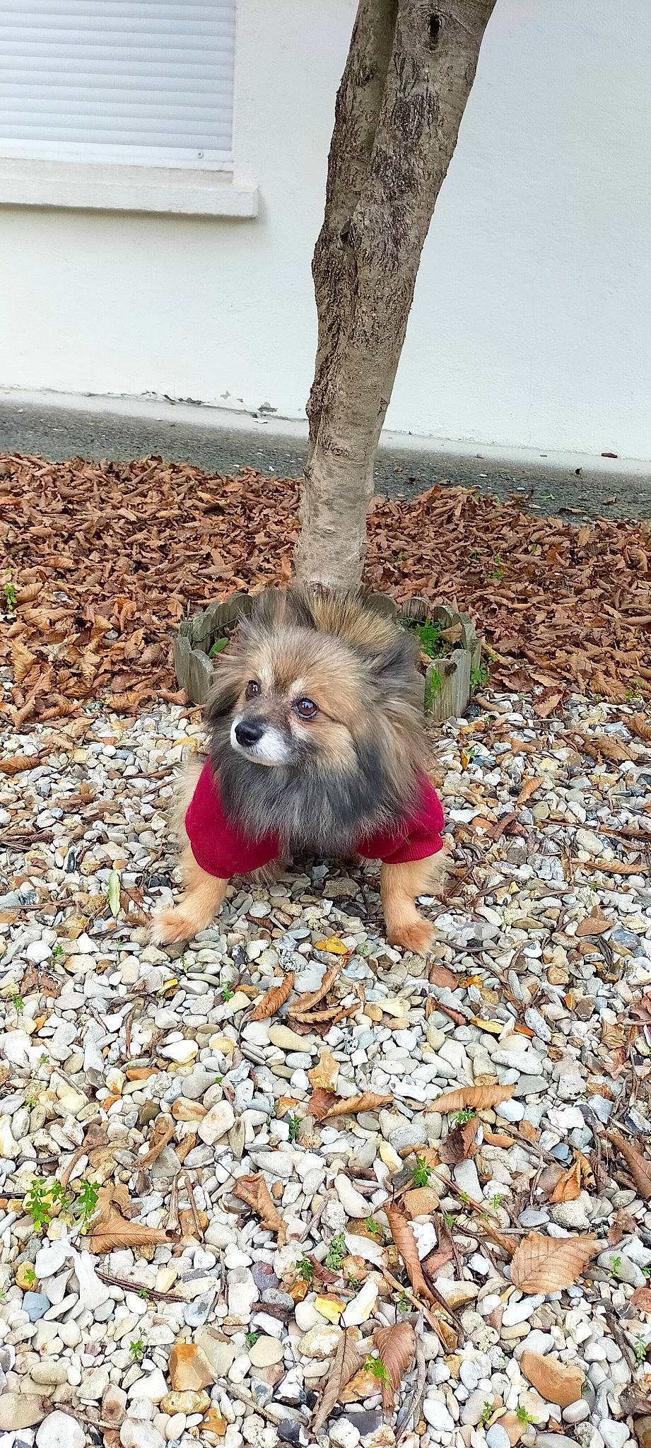 Maya participe au concours pour gagner de l'argent avec cette photo : canidae, carnivore, companion_dog, dog, dog_breed, dog_supply, fawn, fur, liver, rock, sky, small_terrier, snout, soil, sporting_group, terrestrial_animal, terrier, tibetan_spaniel, toy_dog, wood