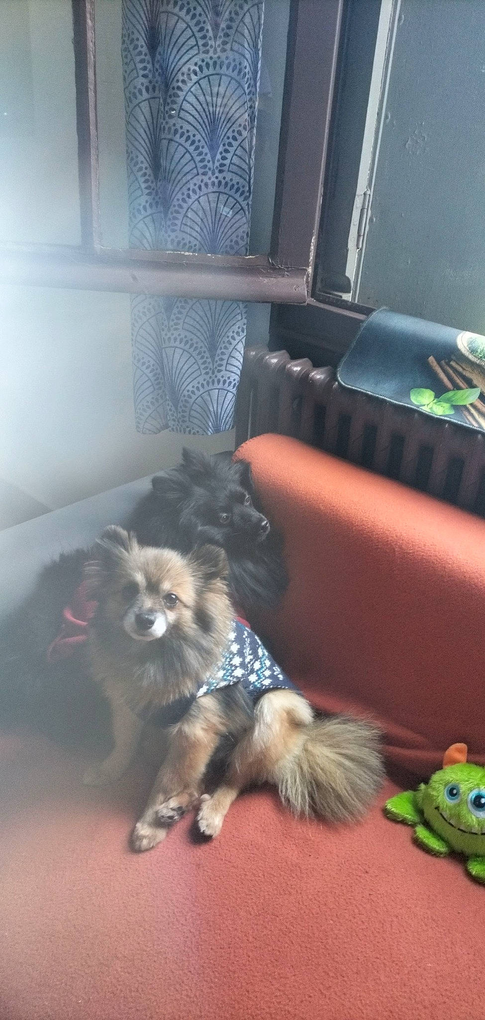 Maya a rejoint le concours — aidez-le/la à gagner de superbes lots ! carnivore, comfort, companion_dog, couch, dog, dog_breed, dog_supply, fawn, felidae, fur, living_room, room, small_to_medium_sized_cats, sporting_group, stuffed_toy, tail, toy, toy_dog, whiskers, window