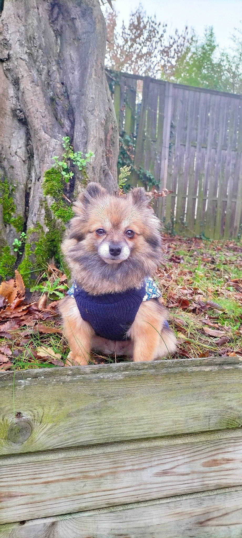 Maya a rejoint le concours — aidez-le/la à gagner de superbes lots ! canidae, carnivore, companion_dog, dog, dog_breed, fawn, fence, fur, german_spitz, german_spitz_mittel, home_fencing, liver, picket_fence, plant, snout, sporting_group, tail, terrestrial_animal, toy_dog, working_animal